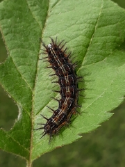 Hylesia obtusa