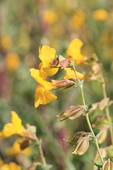 Erythranthe glaucescens