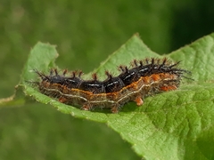Hylesia obtusa