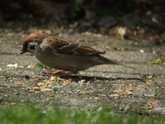 Passer montanus