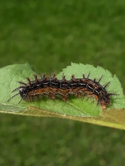 Hylesia obtusa