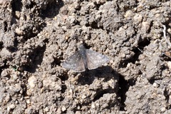 Erynnis persius
