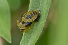 Harmonia axyridis
