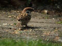 Passer montanus