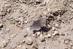 Erynnis persius