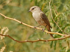 Bradornis microrhynchus