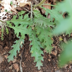 Engelmannia peristenia