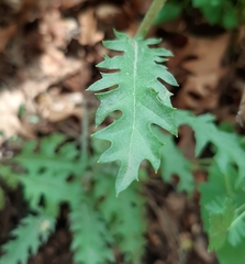 Engelmannia peristenia