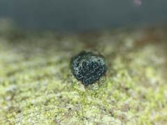 Dermea stellata