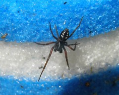 Nurscia albomaculata