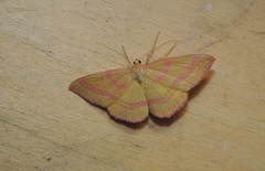 Rhodostrophia calabra