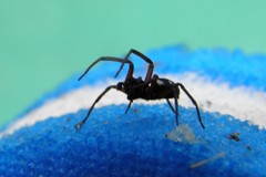 Nurscia albomaculata