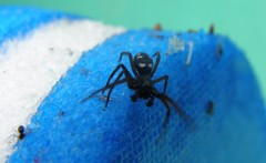 Nurscia albomaculata