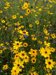 Coreopsis floridana