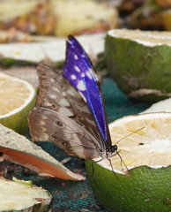 Morpho cypris aphrodite