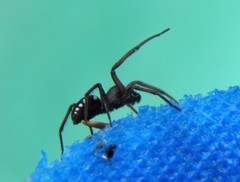 Nurscia albomaculata