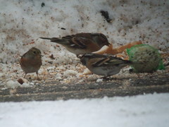 Fringilla montifringilla