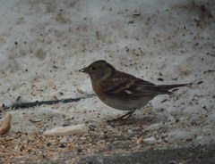 Fringilla montifringilla