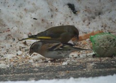 Fringilla montifringilla