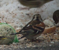 Fringilla montifringilla