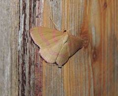 Rhodostrophia calabra