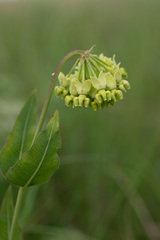 Asclepias meadii