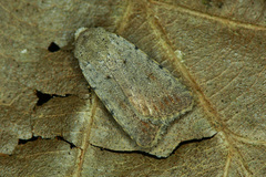 Caradrina selini