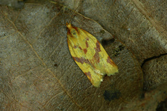 Clepsis pallidana