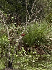 Cardinalis cardinalis cardinalis