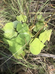 Allowissadula holosericea