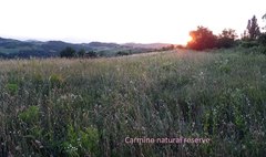 Rhodostrophia calabra