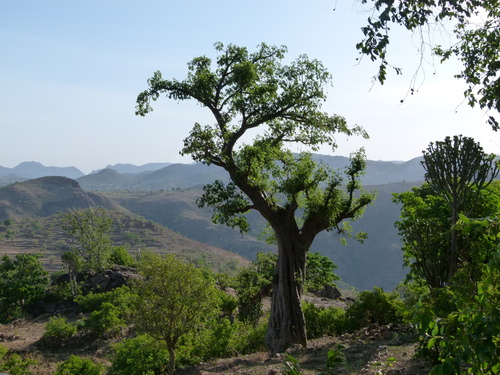 African baobab