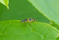 Trypherus