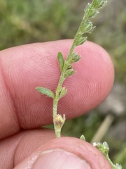 Plagiobothrys bracteatus