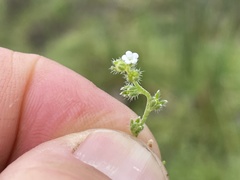 Plagiobothrys bracteatus