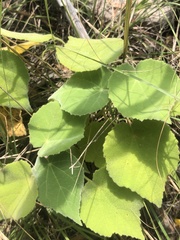 Allowissadula holosericea