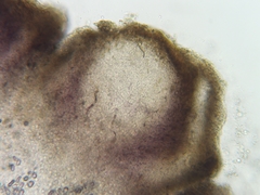 Dermea stellata
