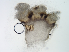 Dermea stellata