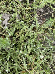 Plagiobothrys bracteatus