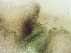 Dermea stellata