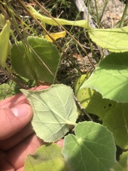 Allowissadula holosericea