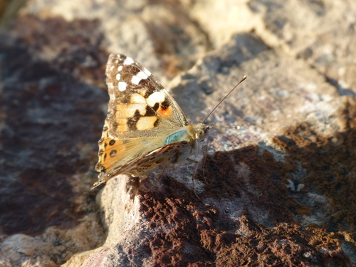 Painted Lady