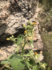 Allowissadula holosericea