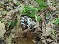 Monotropa uniflora