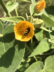 Allowissadula holosericea