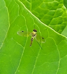 Chrysopilus modestus