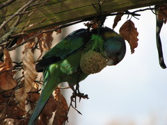 Barnardius zonarius