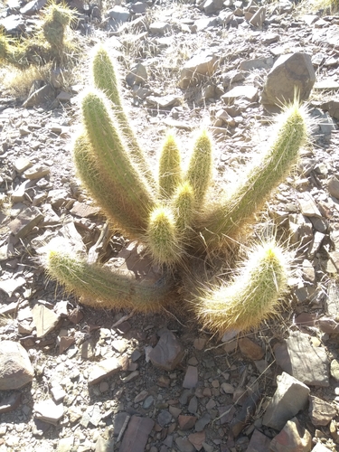 Image of Trichocereus Camarguensis (Trichocereus camarguensis) by no rights reserved