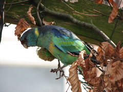 Barnardius zonarius