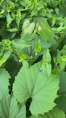 Commelina communis